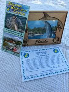 Swim with dolphins in Florida!