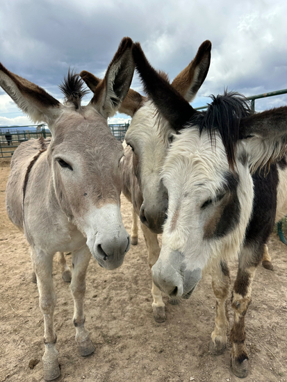 Legends & Legacies Wild Horse Ranch