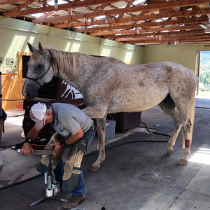 Donate a Farrier Trim!