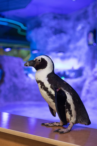Penguin Encounter for 4 People