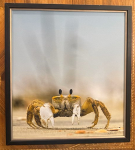 Ghost Crab