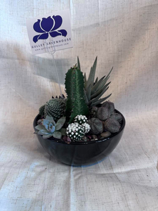 Gulley Greenhouse Succulent and $10 Gift Card