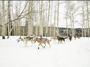 Snow Buddy Dog Sled Tours