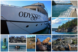 Whale-Watching for 4 with San Juan Excursions