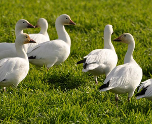 Winter Birding in the Skagit Valley