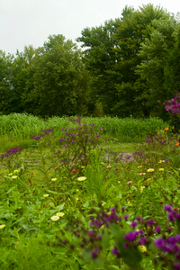 Garden Consultation