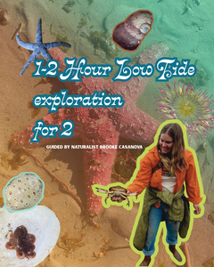 South Puget Sound Tide-Pooling Experience