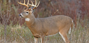 Whole White Deer from Rhodes Brothers Taxidermy