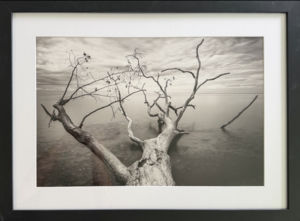 Restoring Fundamental Principles, Barcelona Tree