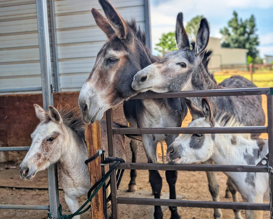 Hee-Haw Halfway House Donkey Rescue and Education