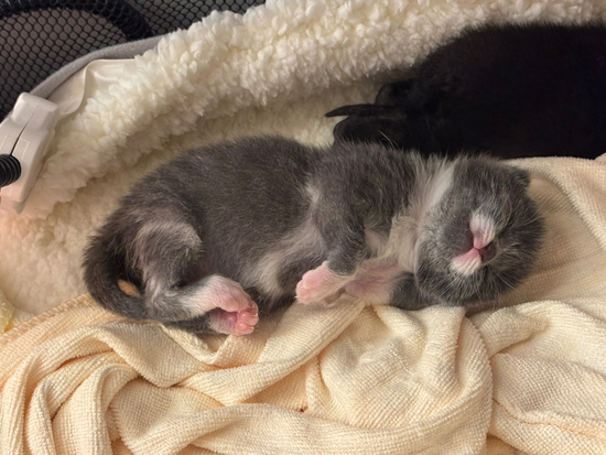 Stray Safe TNR