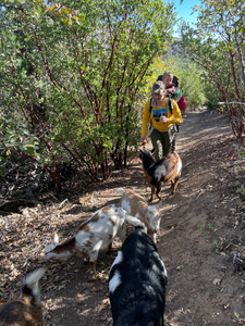 Goat Hike at Camp