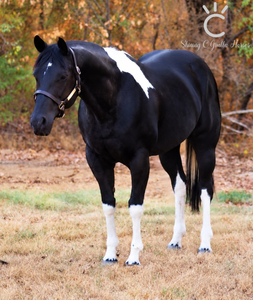 Some R Trophy Models *OFFERED WITH A BREEDING*
