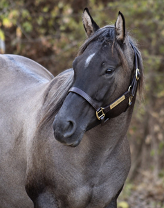 PBW Bristol Blue *OFFERED WITH A BREEDING*