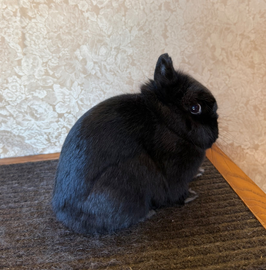 Gerlinger’s Rabbitry