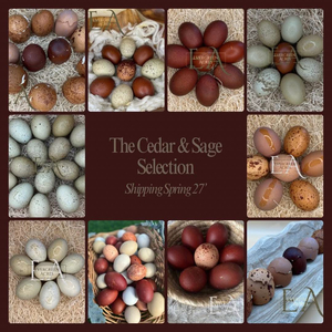 Cedar and Sage Collection