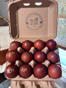 Black Copper Marans Hatching eggs