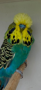 2025 GOLDENFACE COBALT