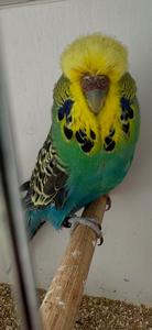 2025 GOLDENFACE COBALT HEN
