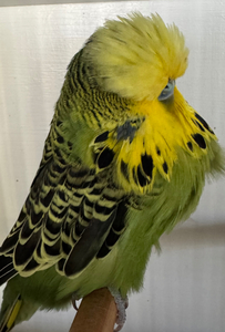 2024 GREY GREEN COCK