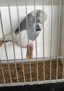 2025 DOM PIED GREY COCK