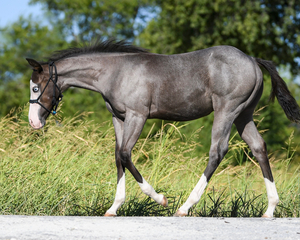 Justa Splash Bomb x Imsmokinhotforyou colt