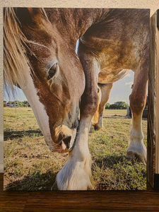 11" x 14" Canvas: "Gentle Soul of Laverne"