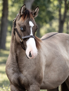 Black Voodoo Dr x Shining C LenaSplash filly