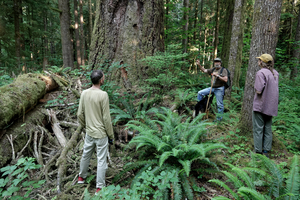 6-hour guided tour of old growth forests for 4