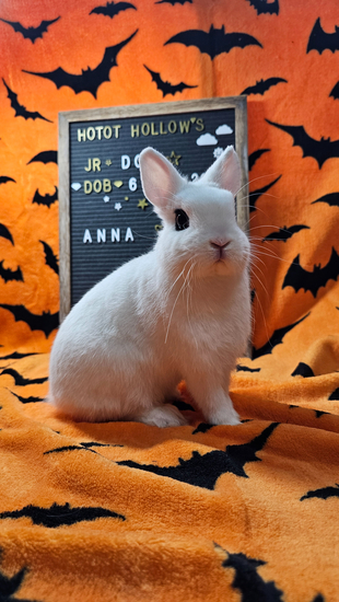 Hotot Hollow