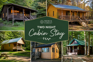 Peaceful Cabin Retreat in Scenic Merck Forest