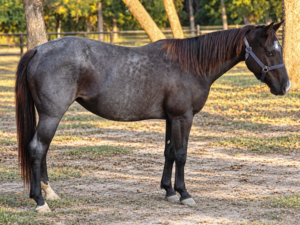 Shining C Blue Gunner *OFFERED WITH A BREEDING*