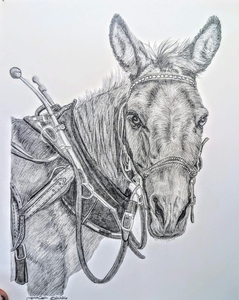 Mule Drawing of Rescue Mule Patty