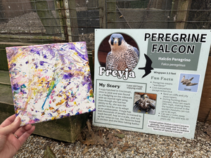 #1 Artwork by Freyja the Peregrine Falcon