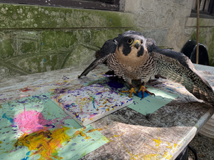#2 Artwork by Freyja the Peregrine Falcon