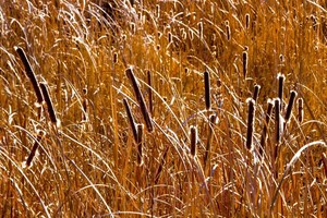 Golden Cattails