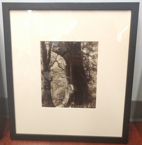 Cedar Tree in Stanley Park photo from 1887