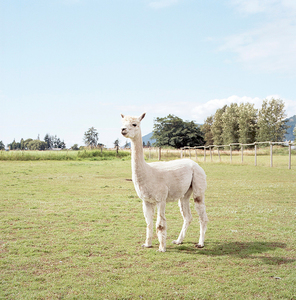 Katie Shapiro: "Alpaca"