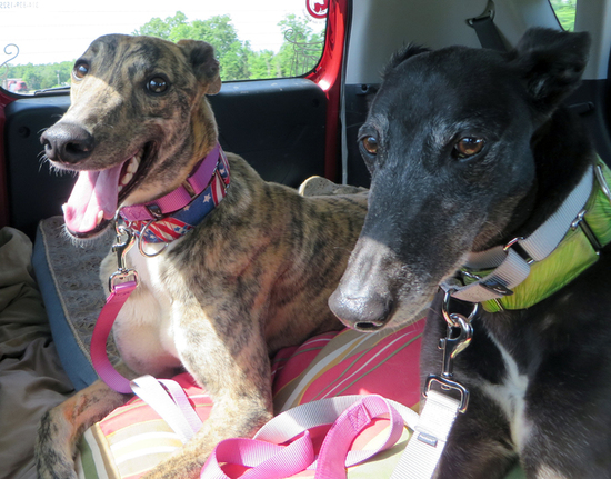 Greyhound Companions of Missouri