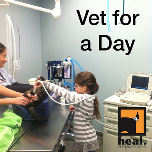 Be a Vet for a Day!