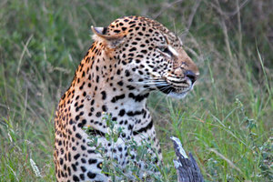 6 Night South Africa Photo Safari for 2 Guest