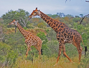 4 Night South Africa Photo Safari for 2 Guests