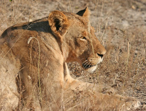 6 Night South Africa Photo Safari for 4 Guest