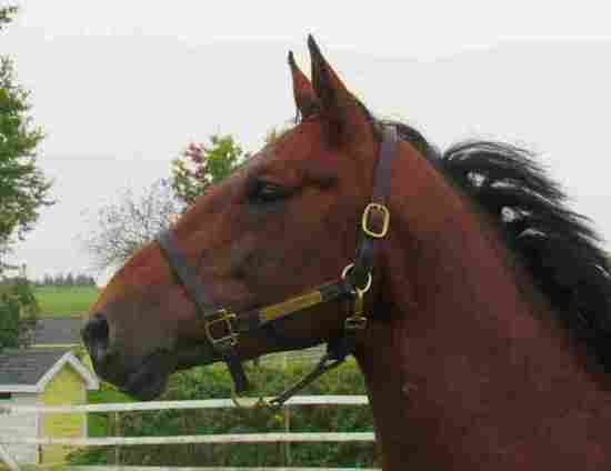 Ace Sport Horses