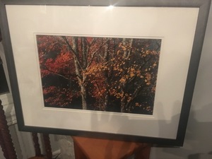 Framed Print