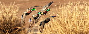 Duck & Goose Hunt with Dog.