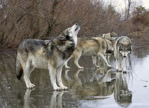 Yellowstone wolves s300
