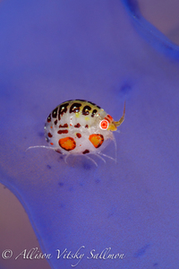 Ladybug amphipod 4147 1 s300