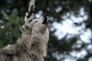 Gray wolf s300