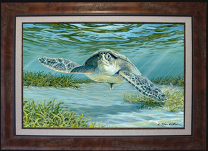 Med fr mangrove fine art sea turtle steve whitlock s300